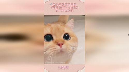 娱乐吃瓜酱小猫民宿